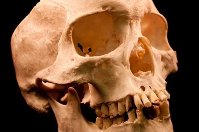 Human Skulls – 54 Free Images