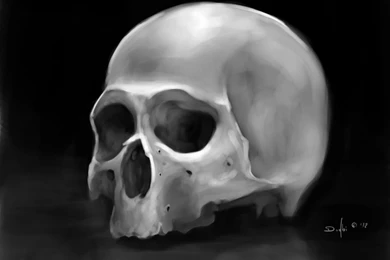 Human Skull Video Test By Dndrew On DeviantArt