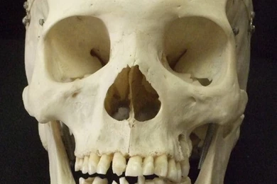 Cranium   DeviantArt