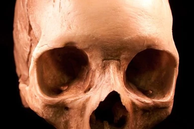 Human Skulls – 54 Free Images