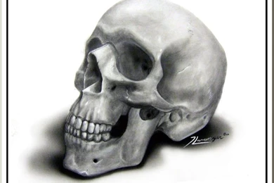 Humanbone   DeviantArt