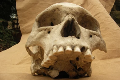 Human Skull 22 Jpeg By Pronus On DeviantArt