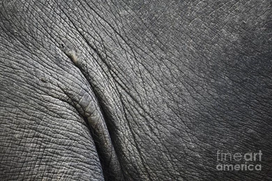 Texture of elephant skin use for background chavalit kamolthamanon.jpg