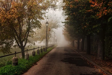 Mystic Road & Trees Wallpapers