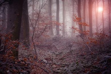 1680x1050 Winter Mystic Forest Wallpapers