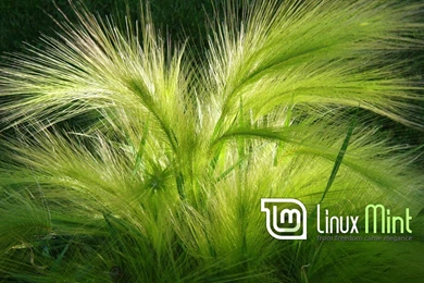 Linux Mint Wallpapers Hd   1562826