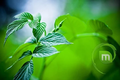 Linux Mint (id: 198368) – BUZZERG