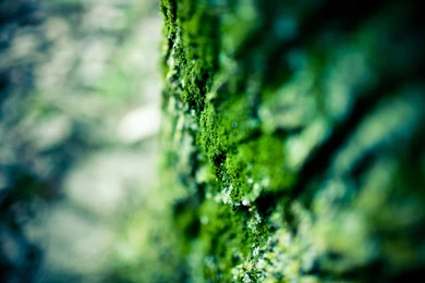 Linux Mint 14 (Nadia) Wallpapers