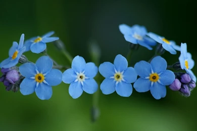 Free Download Blue Flowers Crown Wallpapers Free, HQ Backgrounds ...