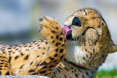 1920x1080 Cheetah Paw Wallpapers