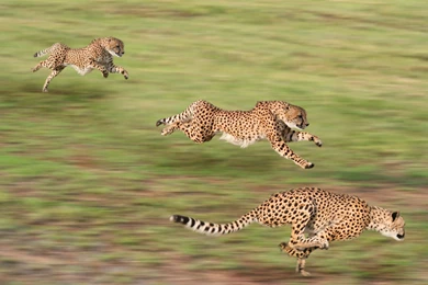 Cheetah Computer Wallpapers, Desktop Backgrounds