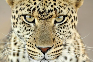 Cheetah Wallpapers 22 – HD Wallpaper, Wallpapers Pics   The Best ...