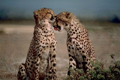 A Couple Of Cheetahs On The Campo   Animal Wallpapers   Hi ...