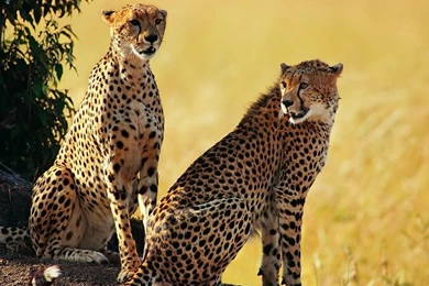 1024x768 Cheetah Brothers Desktop PC And Mac Wallpapers