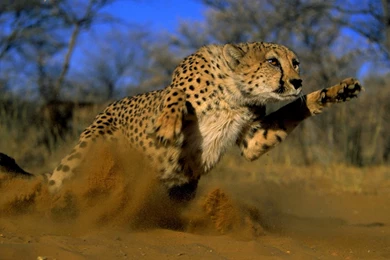 Hunting Cheetah Wallpapers