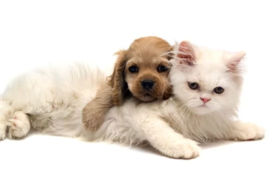 Wallpapers Of Dog And Cat SC5T