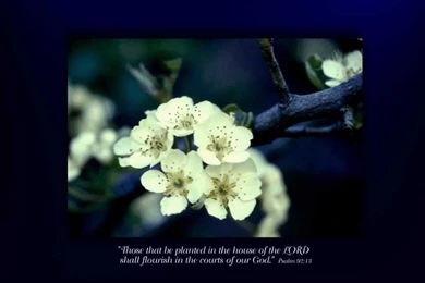 Free Wallpapers For My Computer   Wallpapers Cave