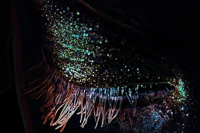 Alfa Img   Showing > Animated Mac Backgrounds