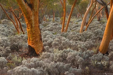 Download 1366x768 Bing Wild Bush Wallpapers