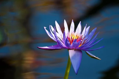 Lotus Flower Pictures And Wallpapers Download