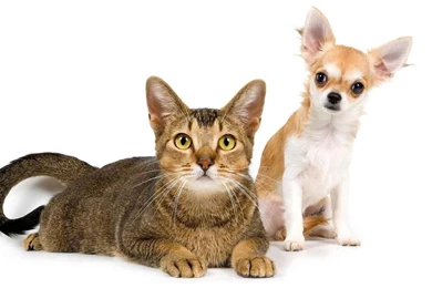 Desktop images of a dog and cat.jpg