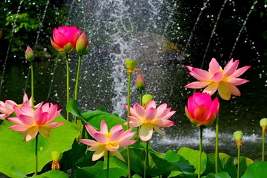 Most Beautiful Lotus Flower Wallpapers