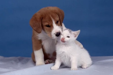 Dog And Cat Wallpapers   Teddybear64 Wallpapers (16835281)   Fanpop