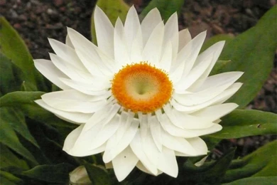 White Lotus Wallpapers   Crazy Frankenstein