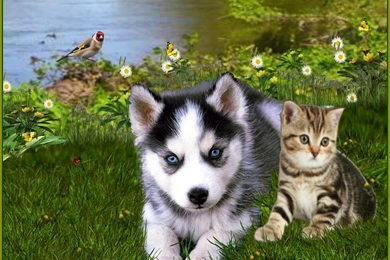 DOG CAT WALLPAPER   (