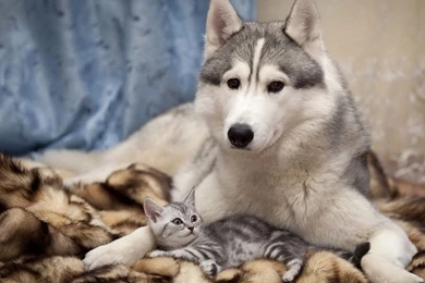 Cute And Funny Dog And Cat Pictures 85SD