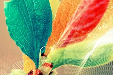 1080x1920 Colorful Leaves Wallpapers HD