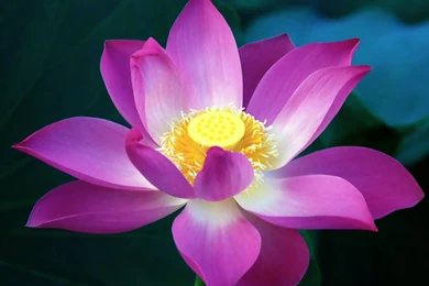 Lotus Flower   Wallpaper.