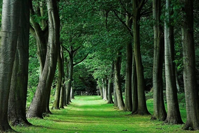 Green Tree HD Wallpaper, Green Tree Pictures