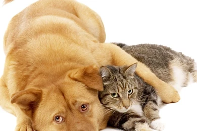 Download Dog And Cat Wallpapers For IPad