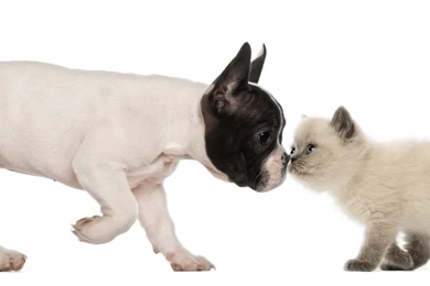 BULLDOG Dog Dogs Canine Puppy Baby Kitten Cat Wallpapers ...