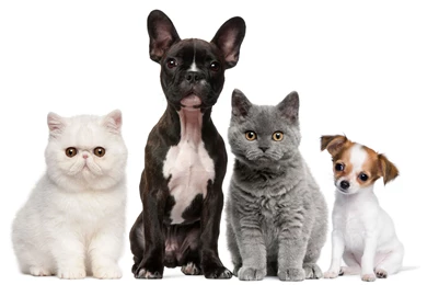 Cats Dogs Wallpapers Retina Hd Download 10 Jpg   Resimkoy