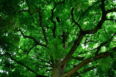 1920x1200 Tree Crown Desktop PC And Mac Wallpapers