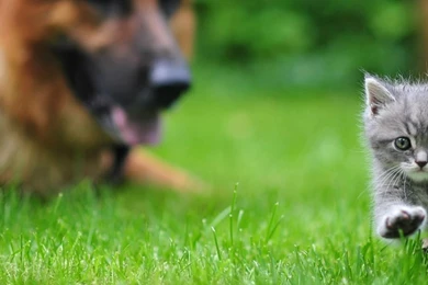 Download Wallpapers 3840x1200 Dog, Cat, Blurring, Grass, Walk Dual ...