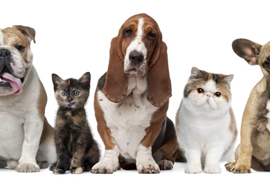 Desktop images of dog and cat.jpg