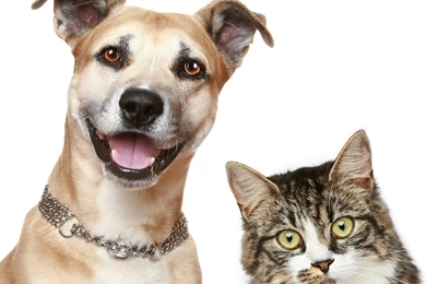 Dog Cat Animal Dogs Animals Dogs Wallpapers For Desktop ~ Dogs For ...