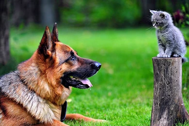 4K Ultra HD Dog Wallpapers HD, Desktop Backgrounds 3840x2160