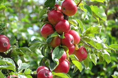 Apple Tree Desktop Wallpapers   , New Wallpapers, New Wallpapers