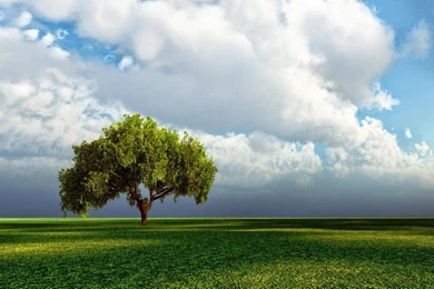 Wallpapers: Lonely Tree Wallpapers