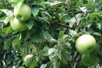 Desktop apple tree wallpaper hd download.jpg