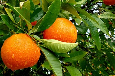 Orange Tree Desktop Wallpapers   Orange Tree Images, New Wallpapers