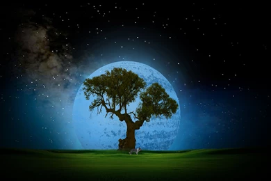 Tree At Night Desktop HD Wallpapers 4469   Amazing Wallpaperz
