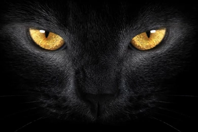 Wallpapers Black Cat And Moon Eyes 1366x768