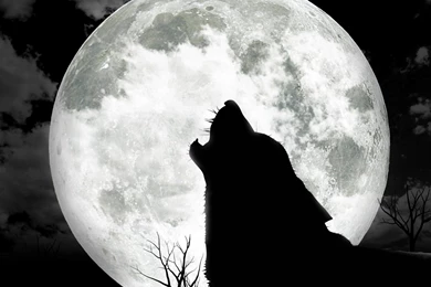 Dogs: Wolf Dark Moon Night Free Download Wallpapers For HD 16:9 ...