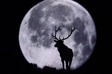 Wallpapers Night, Black, Moon, Deer, Deer And Full Moon.