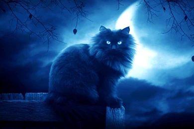 Download Wallpapers 2560x1440 Cat, Black, Moon, Night, Silhouette ...